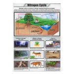 Nitrogen Cycle